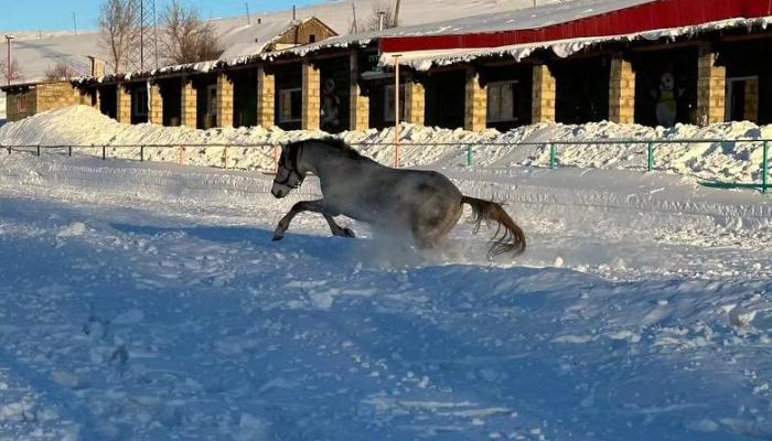 Equestrian sports club 