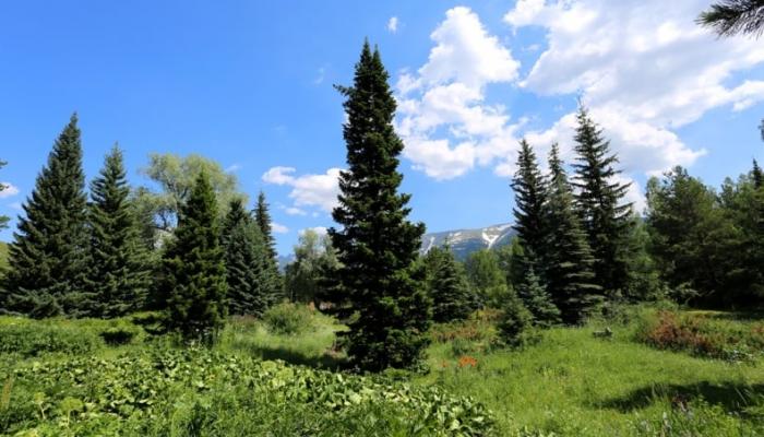 Altai Botanical Garden