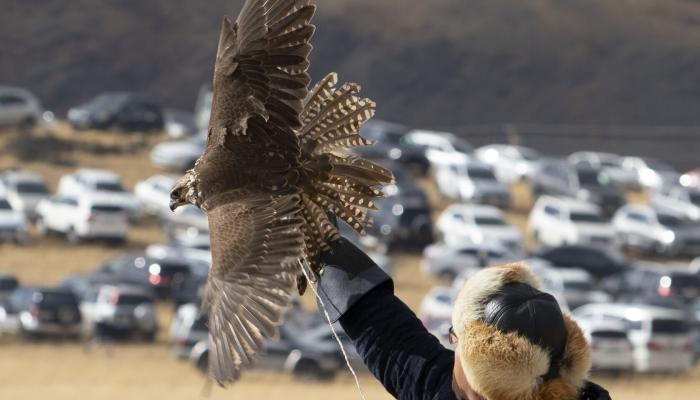 Bozanbay: The Eagle Hunting Capital of East Kazakhstan